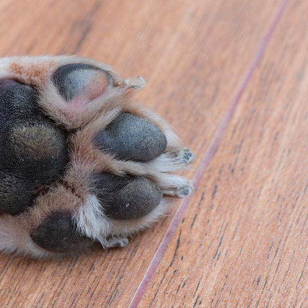 naturopathie animalière stress et anxiété