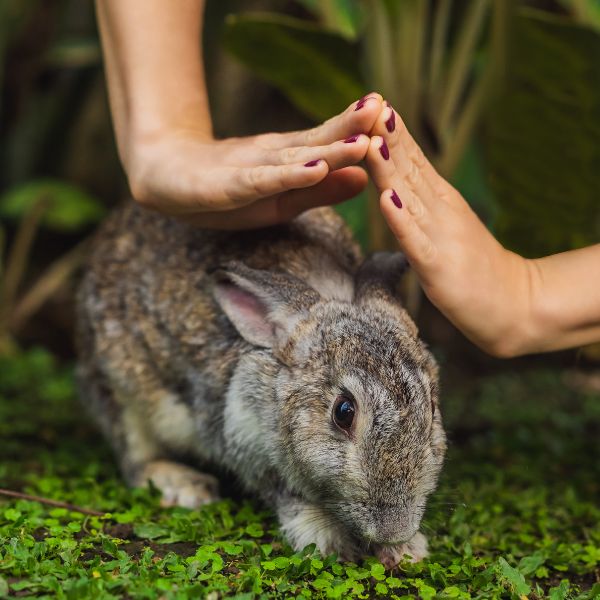 naturopathie animal lapin angers